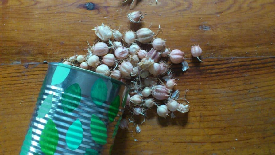 Siembra de Garbanzos y Bio Construcción con Cañas